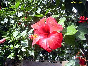 2004 09 SAIDIA FRONTIERE ALGERO MAROCAINE (7)